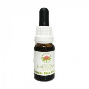 Slender Rice Flower 15 Ml